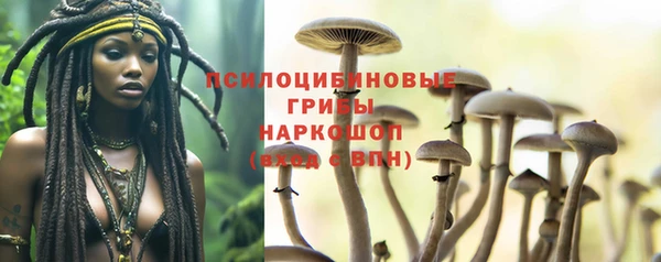 прущие грибы Абаза